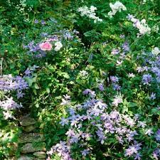 Клематис арабелла р9 (clematis arabella). Ganzblattrige Waldrebe Arabella Manufactum