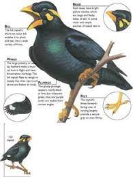 12 Mynah Bird Ideas Bird Birds Pet Birds