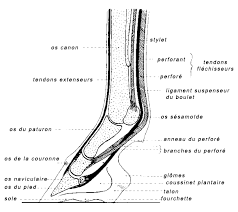 Pin Van Margaret Hantakas Op Anatomie Du Cheval