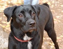 Australian Shepherd Lab Mix Black And White Sheprador Shepradors Australian Shepherd Lab Hybrid Australian Shepherd Mix Australian Shepherd Labrador Retriever