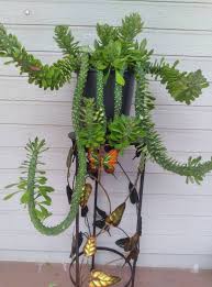 Image result for Monadenium hirsutum