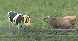 Pin By Ameame Kimie On Graciosas Funny Animal Fails Animal Fails Animals
