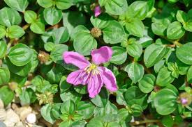 Image result for Dissotis multiflora