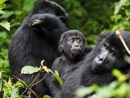 Image result for Brazzeia longipedicellata