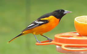 The male's brilliant orange plumage blazes from high branches like a torch. Baltimore Oriole Male Feederwatch