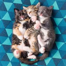 as promised a photo from the live kitten cuddle puddle kittens cutest kitten photos kitten care
