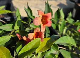 Image result for Bignonia capreolata