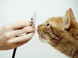 Vets who see cats all day will have more experience in dealing with chronic feline problems. Reducing The Stress Of Bringing Your Cat To Vets