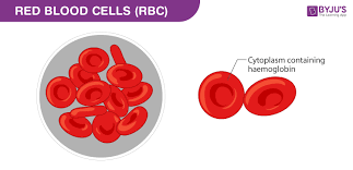 blood composition functions types blood vessels