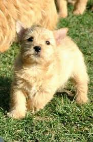 Norwich terrier, parson russell terrier. Norwich Terrier Puppy Sweeeet Hunde