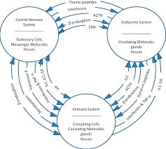 Relations Between Immune Endocrine And Central Nervous Systems Download Scientific Diagram