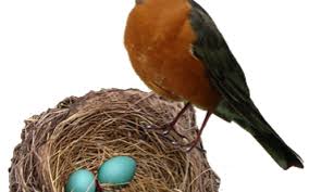 What happens if u google mother bird (momo). Shoo Away The Mother Bird Alexander I Poltorak The Blogs