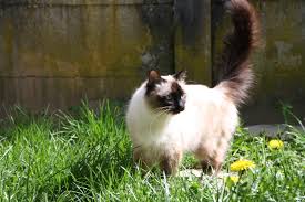 Podras chatear con gente de todo el mundo. Amende Pour Avoir Cede Un Chat Adopte A La Spa Ghi Le Journal Independant Des Genevois