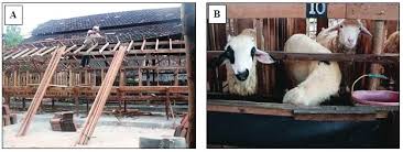 Di balik kelucuannya, kambing usia muda masih membutuhkan perawatan penuh. Https E Journal Unair Ac Id Jlm Article Download 19720 10720