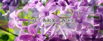 The flower buds initially have a pale hue, gradually turn green, then transition to a bright red when ready for harvest. å°å¶ä¸é¦™å'Œç´«ä¸é¦™åŒºåˆ« å'è´¢å†œä¸šç½'