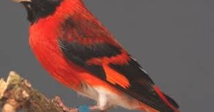 Bird Sounds Birds Singing Mp3 Download Download Suara Kicau Burung Red Siskin Siskin Sounds Of Birds Beautiful Birds