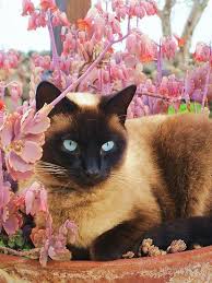 صور قطط 2017 باقة مختارة من أروع و أجمل القطط مع خلفيات قطط Hd Catbreeds Cats And Kittens Pretty Cats Siamese Cats
