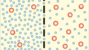 Osmosis Definition in Chemistry and Biology