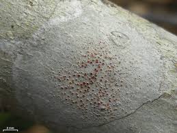 Image result for Eriosema flexuosum