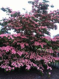 Comes with white, pink or red flowers and in upright, narrow or weeping shapes. Satomi Dogwood In Washington State Dogwood Trees Trees To Plant Spring Blooming Trees