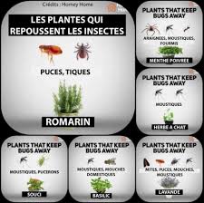 We did not find results for: Floravoge Les Plantes Qui Repoussent Les Insectes Facebook