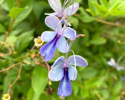 Image result for Rotheca wildii