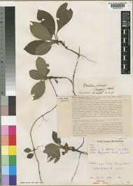 Image result for Bertiera aethiopica