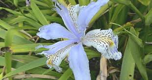 鳶尾 台灣鳶尾 plants flowers