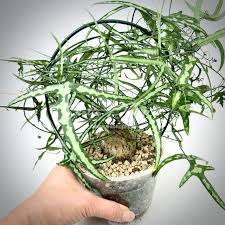 Image result for Adenia kirkii