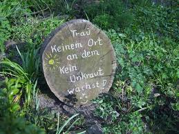 Trau Keinem Ort An Dem Kein Unkraut Wachst Gartenarbeit Unkraut Garten