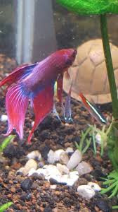 Betta With Neon Tetras Betta Fish Neon Tetra Tropical Fish