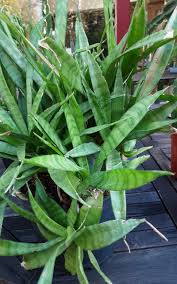 Image result for Sansevieria parva