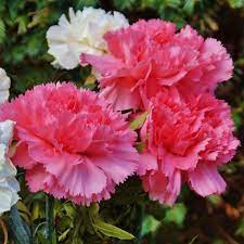 Carnation Mix Dianthus Caryophyllus Dianthus Caryophyllus Carnations Carnation Flower