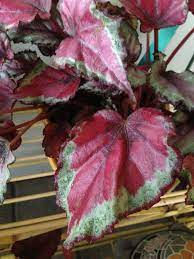 Pin On My Begonias