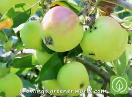 Search for stark nursery fruit trees more information at theweb.com! Episode 313 Backyard Orchards Growing A Greener World