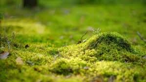 Mousse Vegetal Zoom Sur Cet Elegant Vegetal Des Sous Bois Mousse Vegetale Toit Vegetal Vegetal