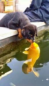 Animales Graciosos Y Bonitos Perros Graciosos Mascotas Perros