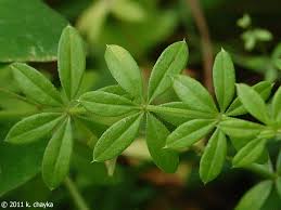 Image result for Galium stenophyllum