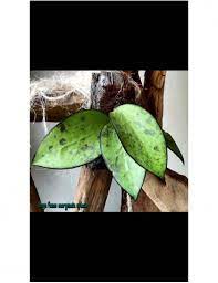 Maybe you would like to learn more about one of these? Hoya Fusco Marginata Splash