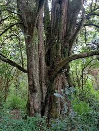 Image result for Streptocarpus milanjianus