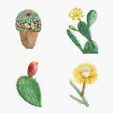Set Of Succulents And Cacti Transparent Png Premium Image By Rawpixel Com Cactus Illustration Flower Illustration Cactus Flower Painting