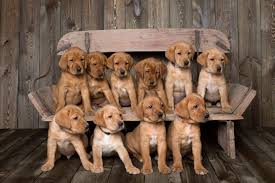 Select from premium lab puppies of the highest quality. Balsam Branch Kennel Fox Red Lab Puppies For Sale Located In Balsam Lake Wisconsin