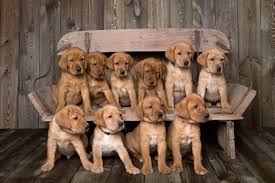 We did not find results for: Balsam Branch Kennel Fox Red Lab Puppies For Sale Located In Balsam Lake Wisconsin