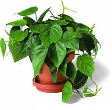 Philidendron Scandens Grimpant Faible Besoin En Lumiere 300 Lux Sans Exposition Directe Au Soleil Te Philodendron Plantes Depolluantes Planter Des Arbres