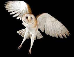 Breitestes sortiment und kompetente beratung. 9 Lechuza Ideas Owl Women Mexican Culture Native American Animals