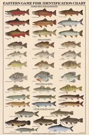 Eastern Game Fish Identification Posters Posters