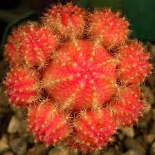 Cactus seeds are a farming seed that can be used to grow cacti. Moon Cactus Cave Creek Arizona Cactus Flower Cactus Plants Cactus