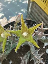 Image result for Orbea dummeri