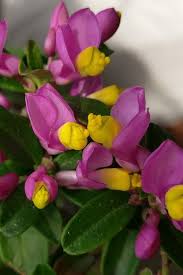 Image result for Polygala capillaris