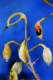 Image result for Bocconia arborea